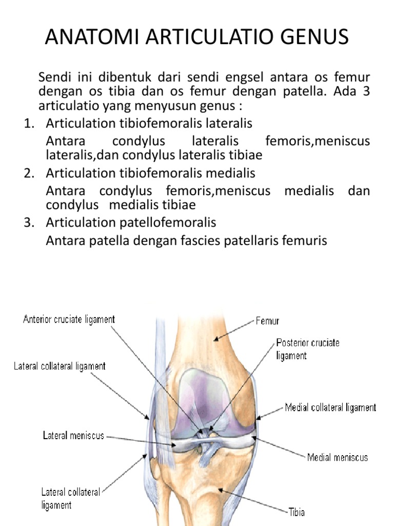 Anatomi Lengan Atas | PDF