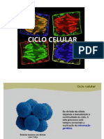 Ciclo Celular