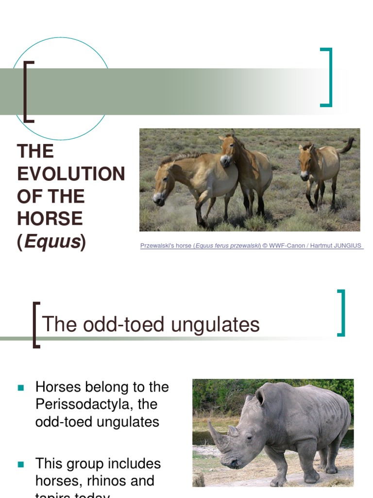 THE Evolution of The Horse (Equus) : Przewalski's Horse (Equus Ferus ...