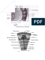 Internal Morphology Stem Images