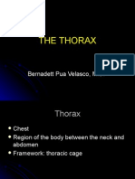 Thorax