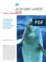 Les bélugas du Saint-Laurent sont menacés