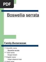 Download boswellia serrata by velumani_s2003 SN12896577 doc pdf