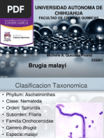 Download Brugia malayi by Michelle Q Piceno SN129039849 doc pdf