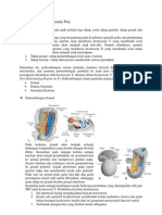Embriologi Sistem Genitalia Pria Makalah