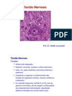 Neuro Anatomia