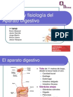 Presentación Anatomía Del Sistema Digestivo