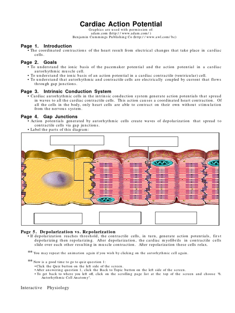 Cardiac Autorhythmic Cell Action Potentials | PDF | Depolarization ...