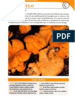 Cantharellus Cibarius PDF