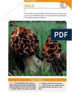 Morchella Esculenta PDF