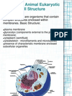 Research: Animal Eukaryotic Cell Structure