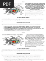 PEIXES.docx