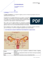 El Sistema Reproductor Humano