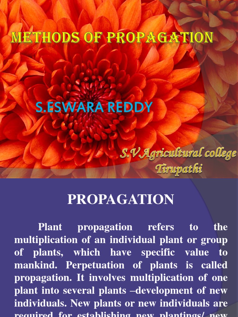 Plant Propagation Methods Explained | PDF | Reproduction | Grafting