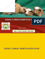 Razas y Lineas Geneticas en Cuyes