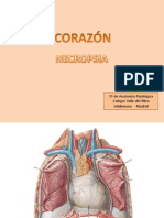 TEMA 6 Corazón