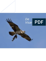 Powerpoint Spreekbeurt Visarend