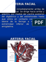 Arteria Facial