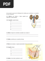 ficha avaliação 6º ano - sistema excretor e reprodutor.pdf