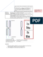 Cromosomas Con Estructura Cromatina