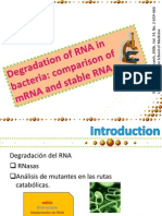 Degradación de RNA en Bacteria