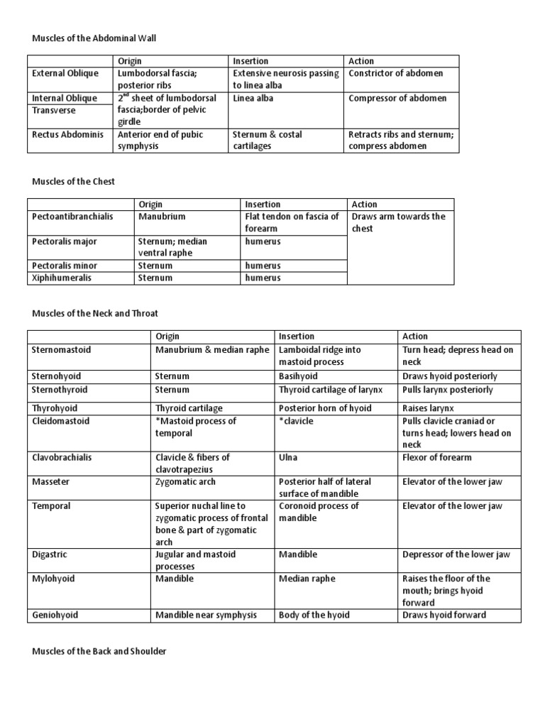 Cat Muscles OIA | Vertebra | Vertebral Column