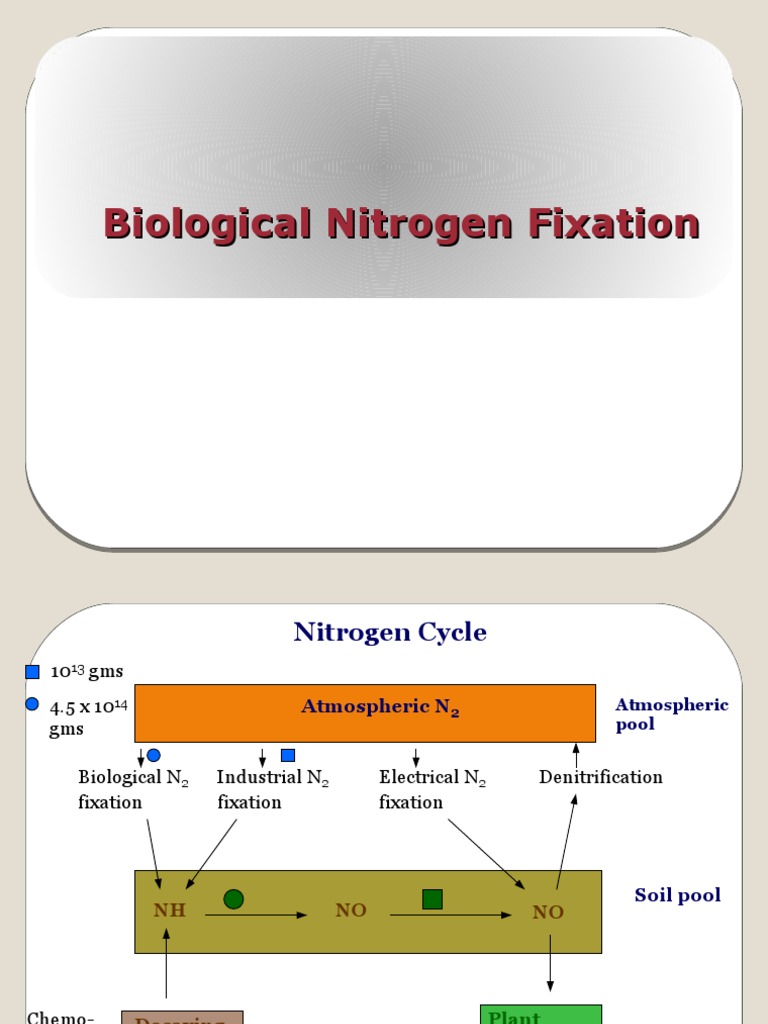 biological nitrogen fixation Biochemistry Earth & Life Sciences