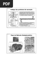 07-Trafego Proteinas Reticulo Endoplasm - 2012