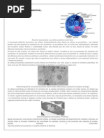 Procariotos x Eucariotos