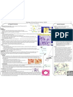 Histology of CNS