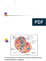 Síntese Protéica PDF