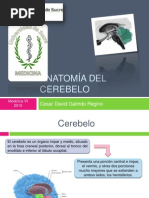 anatomiacerebelo-110815135906-phpapp02 (1)