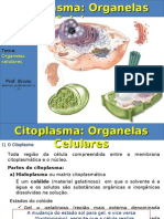 Aula Organelas Citoplasmáticas