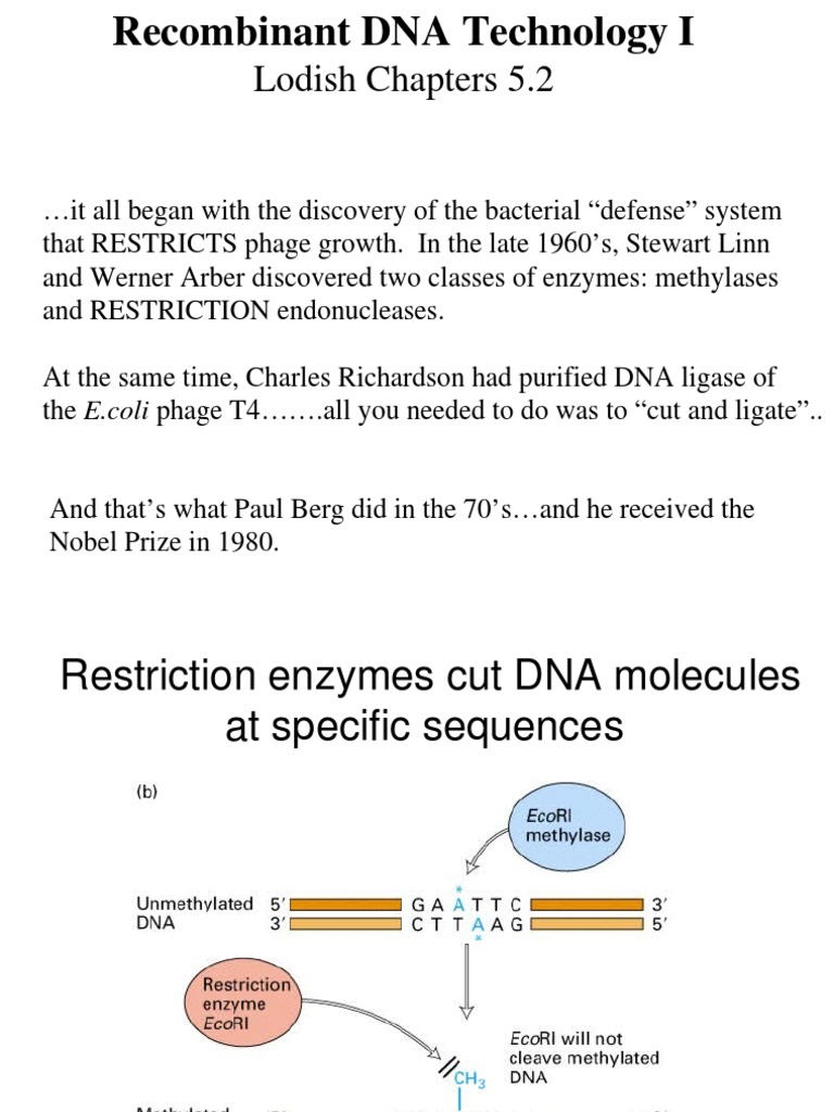 Recombinant DNA Technology Overview | PDF | Polymerase Chain Reaction ...