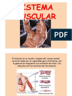 Sistema Muscular