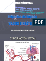 Circulacion Materno Fetal e Irrigacion de Higado