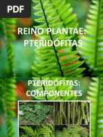 Download PTERIDOFITAS by Julia Graf SN129997471 doc pdf
