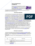 ACTINOMICETELE