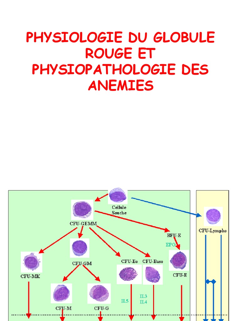 Physiologie et Pathologie des Globules Rouges | PDF | Acide folique ...