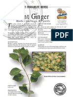 Mint Ginger: Mentha X Gracilis Syn. M X Gentilis