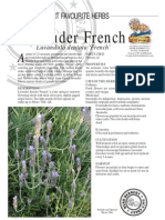 Lavender French: ERB Erbert Favourite Herbs