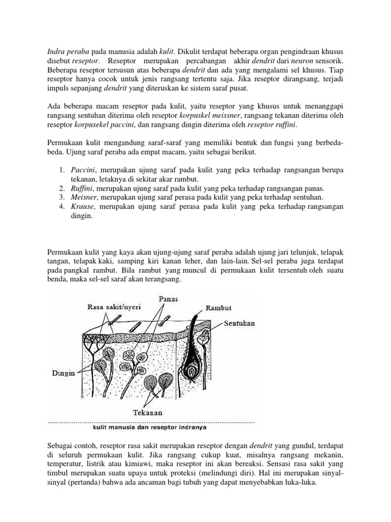 Reseptor Kulit dan Fungsinya | PDF