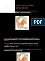 Clasificacion Musc Relacion, Palancas y Propiedades Tejido