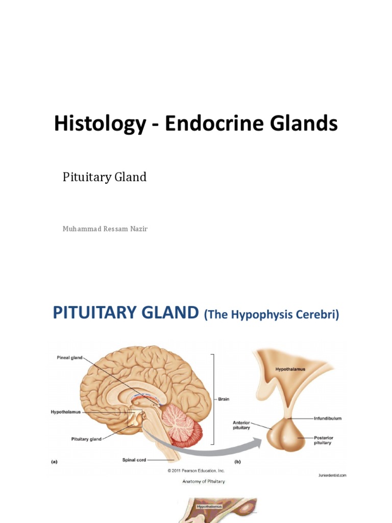 Histo - Pituitary Gland | Pituitary Gland | Animal Anatomy