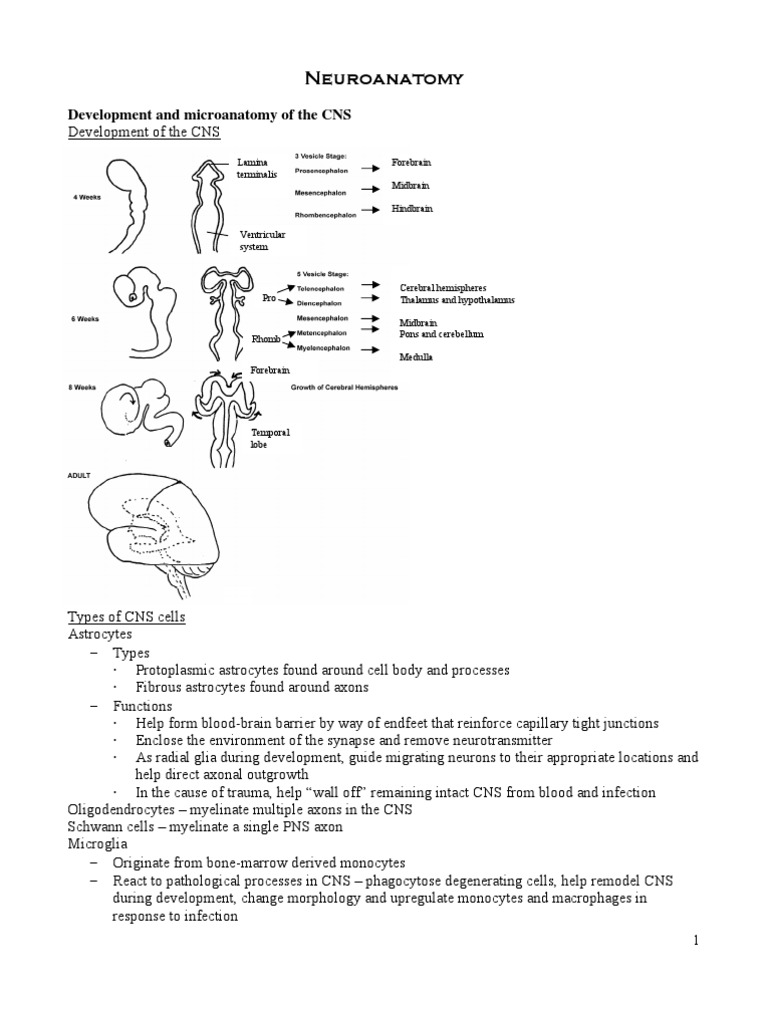 Neurology | PDF | Visual System | Auditory System