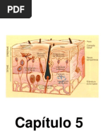 Capítulo 5 - Sistema Tegumentar