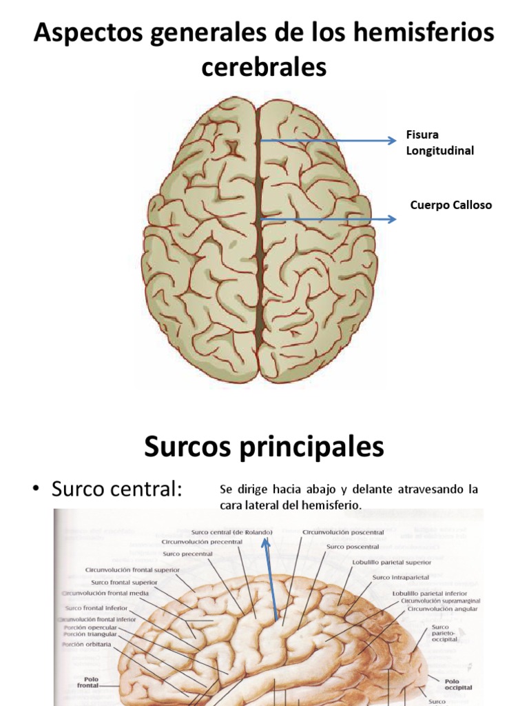 Neuro Hemisferios | PDF