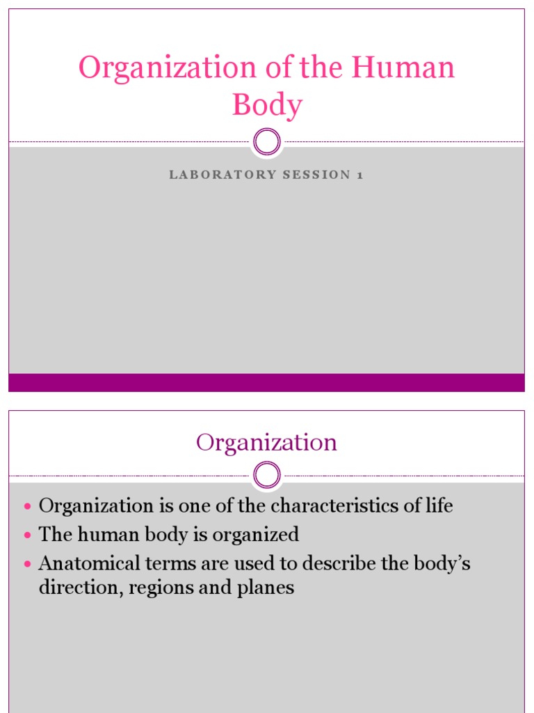 Organization of the Human Body | PDF