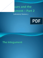 Lab 3 - Part 2 Tissues and the Integumentary