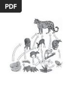 Download Kumpulan Gambar Jaring-jaring Makanan by in_a_success SN130483136 doc pdf